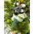Wianek na drzwi Limonkowa Elegancja 55 cm